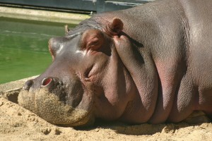 Sleepy Hippo